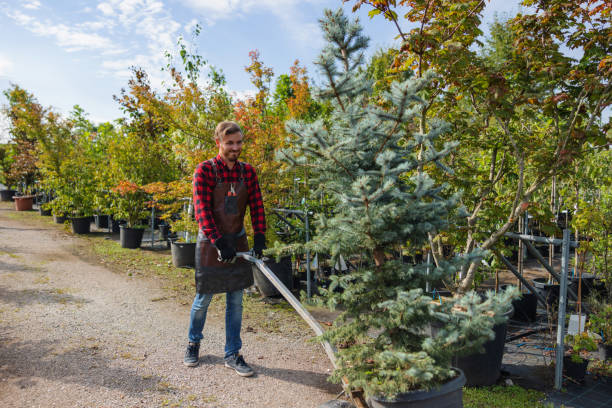 Best Root Management and Removal  in Woodbury, MN